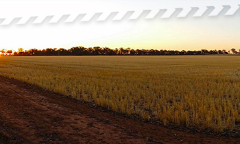 OurDistricts-blandtemora.jpg